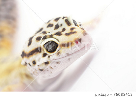 ヒョウモントカゲモドキの写真素材
