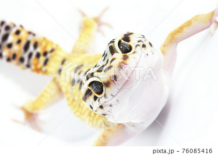 ヒョウモントカゲモドキの写真素材