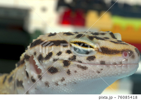ヒョウモントカゲモドキの写真素材