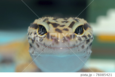 ヒョウモントカゲモドキ 76085421