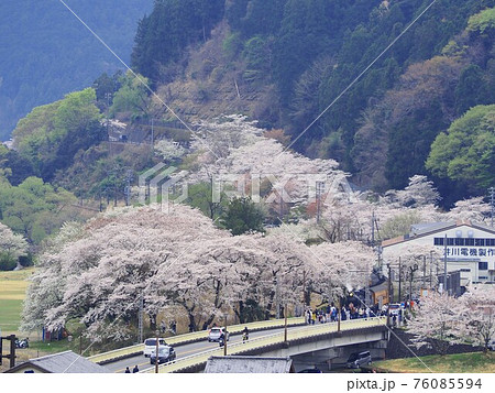 静岡県 家山の桜とSLさくら号 春 静岡県 家山の桜とSLさくら号 春 76085594