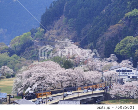 静岡県 家山の桜とSLさくら号 春 静岡県 家山の桜とSLさくら号 春 76085601