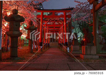土佐稲荷神社 夜桜 ライトアップ 夜桜献燈 大阪市西区 の写真素材