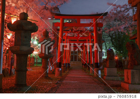 土佐稲荷神社　夜桜　ライトアップ　夜桜献燈【大阪市西区】 76085918