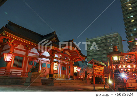 土佐稲荷神社　夜桜　ライトアップ　夜桜献燈【大阪市西区】 76085924