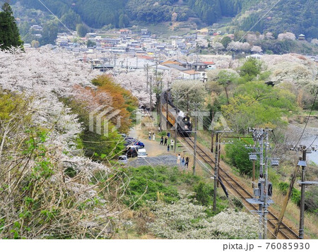 静岡県　家山の桜とSLさくら号　春 76085930