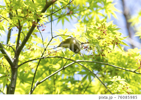 メジロ メジロ 76085985