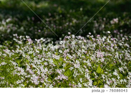 Background of white wildflowers of Claytonia sibirica in shady forest 76086043