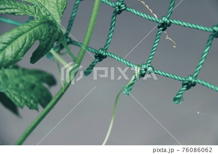 夏のへちま 夏のへちま 76086062