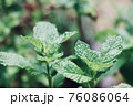 ミント 76086064