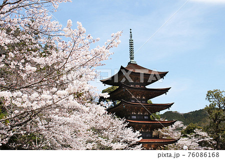 国宝 瑠璃光寺五重塔 香山公園 桜 山口県山口市 国宝 瑠璃光寺五重塔 香山公園 桜 山口県山口市 76086168