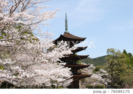 国宝 瑠璃光寺五重塔 香山公園 桜 山口県山口市 国宝 瑠璃光寺五重塔 香山公園 桜 山口県山口市 76086170