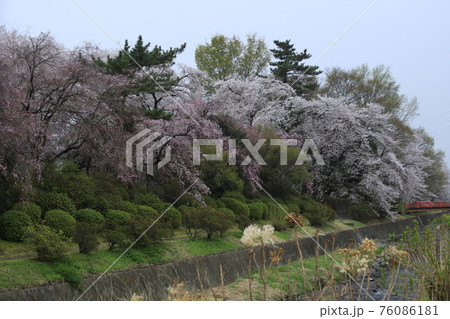 さくら 76086181