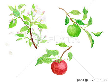 Malus Domestica リンゴの花と実のイラスト素材
