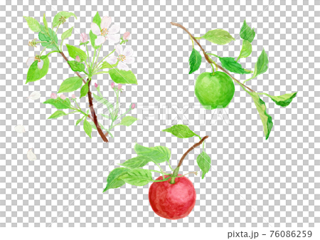 Malus domestica リンゴの花と実 76086259