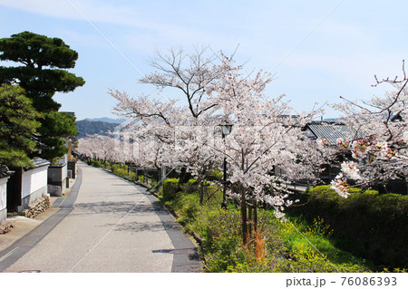 一の坂川 一ノ坂川 桜 ソメイヨシノ 満開 春 山口県山口市 一の坂川 一ノ坂川 桜 ソメイヨシノ 満開 春 山口県山口市 76086393