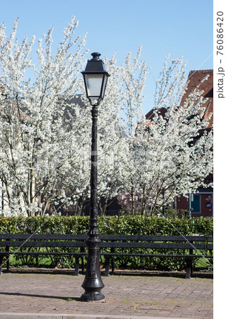 Closeup of retro street light in a public garden with cherry blossom on background 76086420