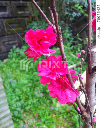 赤い桃の花 76086423
