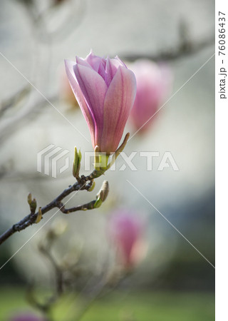 Closeup of pink Magnolia flowers in a public garden 76086437