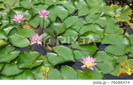 照明 照らす 射し込む 76086474