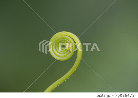 つる植物 76086475