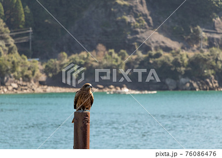 港で佇むトンビ 76086476