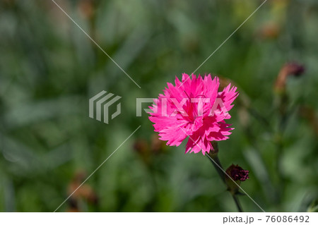 カーネーション 76086492