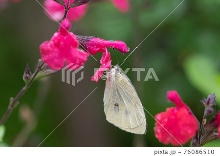 チェリーセージの蜜を吸うモンシロチョウ 76086510