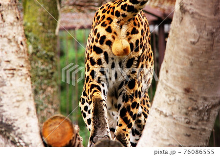 The back of the leopard. View under the tail. African leopard 76086555