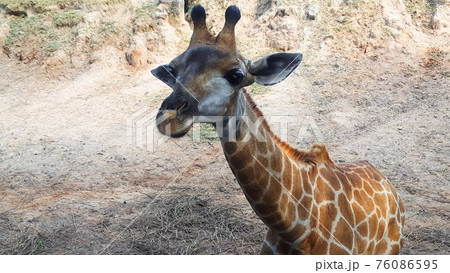 Giraffe looks at the camera. Close up. Giraffe looks at the camera. Close up. 76086595