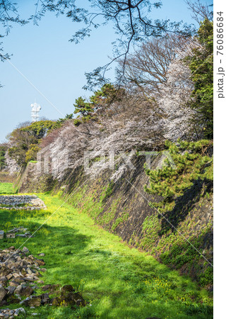 愛知県　名古屋城の桜 76086684