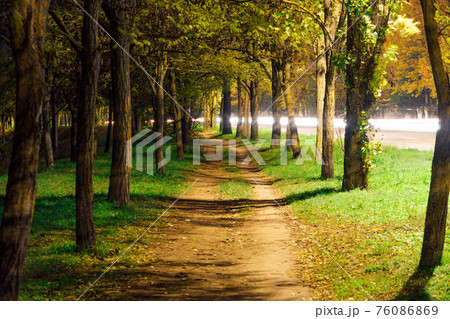 a path between trees at night in the city, street lighting and a road nearby a path between trees at night in the city, street lighting and a road nearby 76086869