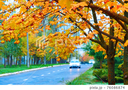autumn in the city, trees with yellow leaves, roads and houses autumn in the city, trees with yellow leaves, roads and houses 76086874