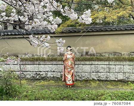満開の桜の中で幸せ満開の花嫁 76087084