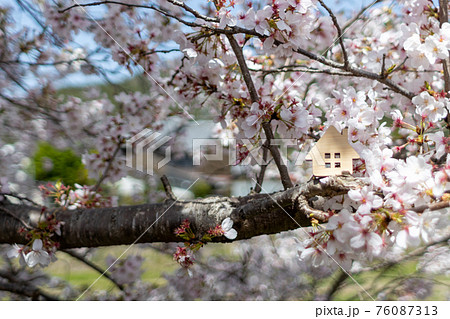 小さなおうち(桜背景春バージョン) 小さなおうち(桜背景春バージョン) 76087313