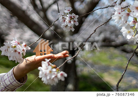 手のひらの上の小さなおううち（桜背景春バージョン） 76087346
