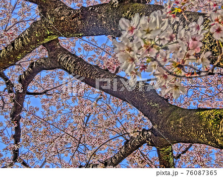 桜と青空と幹のイラスト素材