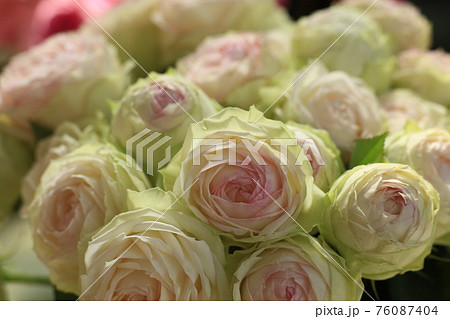 薔薇 薔薇 76087404