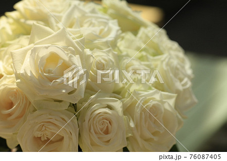 薔薇 薔薇 76087405