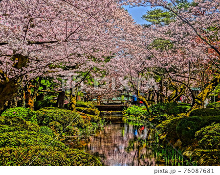 桜と日本庭園のイラスト素材