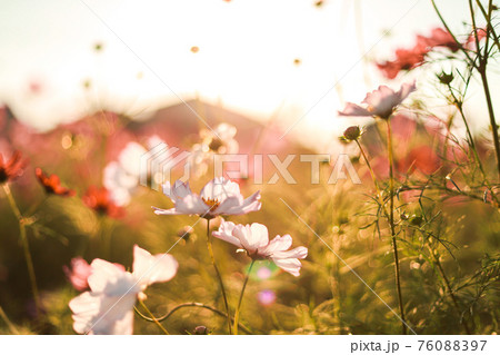 秋桜 秋桜 76088397