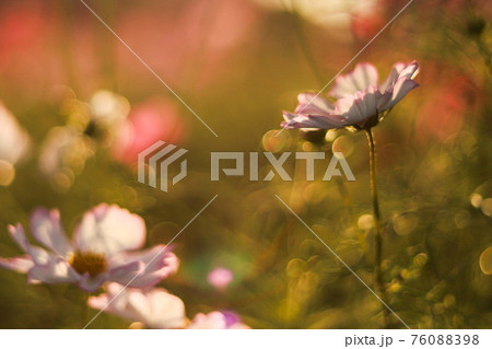 秋桜 秋桜 76088398