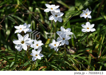 ハナニラ(花韮) ハナニラ(花韮) 76088413