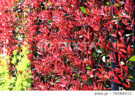 カナメモチ（要黐） 76088415