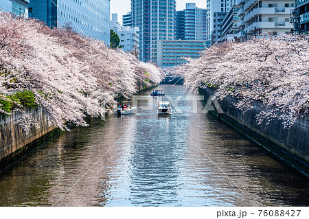 東京 目黒川の桜並木 太鼓橋より の写真素材