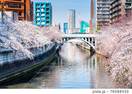 東京　目黒川の桜並木（太鼓橋より） 76088430