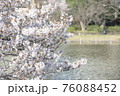池のほとり 76088452