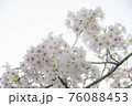 桜満開2021 76088453