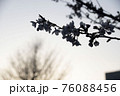桜夕映 76088456