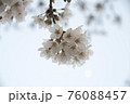 桜2021 76088457